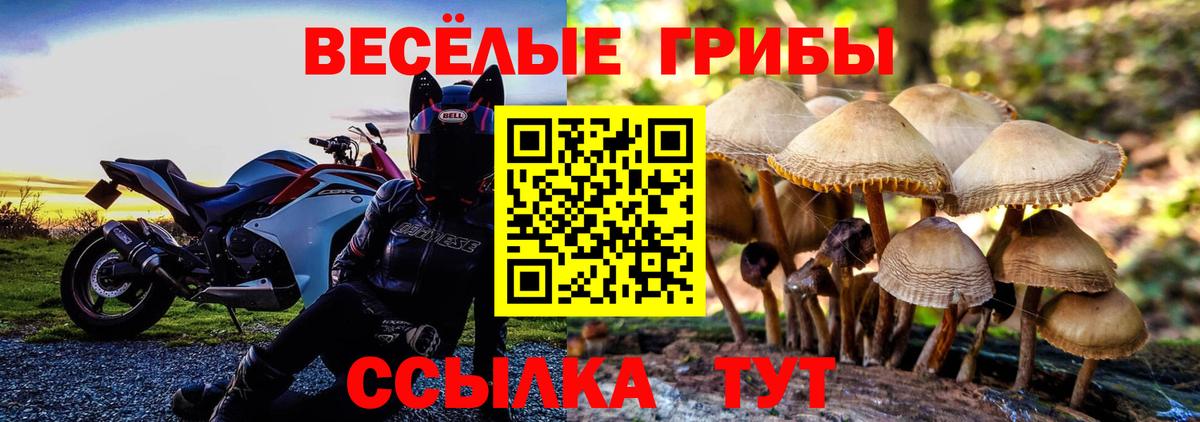 Псилоцибиновые грибы Psilocybe Ялуторовск